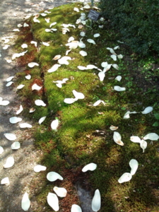 f:id:pochi0812:20120429110104j:image