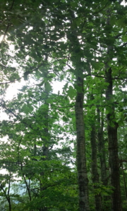 f:id:pochi0812:20120728143746j:image