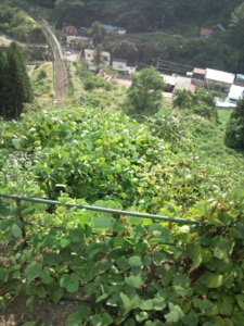 f:id:pochi0812:20120915144810j:image:left