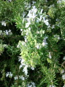 f:id:pochi0812:20121027141512j:image