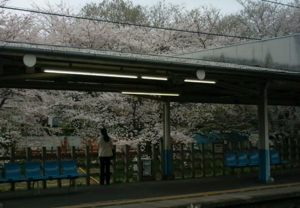 桜