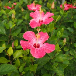 f:id:pochi0812:20140328203910j:image:left