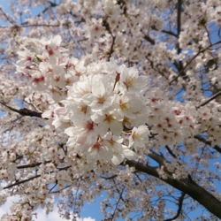 f:id:pochi0812:20140407121638j:image