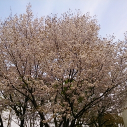 f:id:pochi0812:20140414093153j:image:left