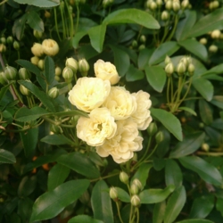 f:id:pochi0812:20140417093049j:image:left