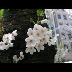 f:id:pochi0812:20150331091246j:image