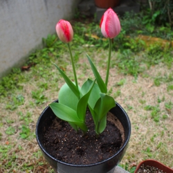 f:id:pochi0812:20150404182338j:image