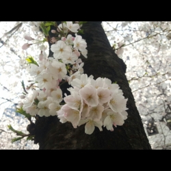 f:id:pochi0812:20160331155524j:image
