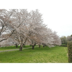 f:id:pochi0812:20160413081752j:image