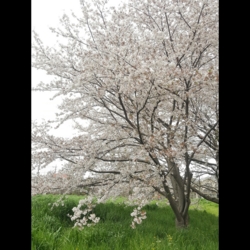 f:id:pochi0812:20160413081756j:image