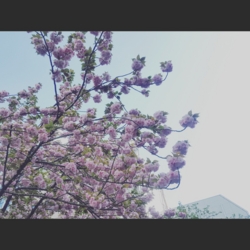 f:id:pochi0812:20160416164706j:image:left f:id:pochi0812:20160416164706j:image:left