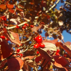 f:id:pochi0812:20161103200715j:image:left