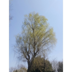 f:id:pochi0812:20170326094329j:image