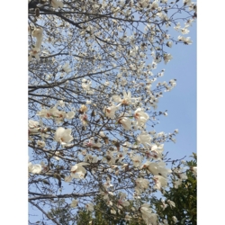 f:id:pochi0812:20170326094332j:image