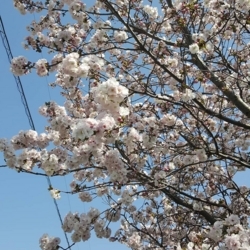 f:id:pochi0812:20180402214526j:image