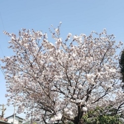 f:id:pochi0812:20180402214534j:image