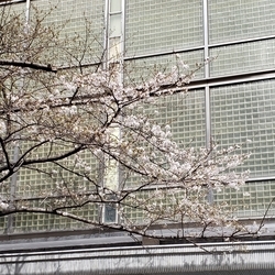 f:id:pochi0812:20190404145345j:plain:left