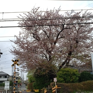 f:id:pochi0812:20210403013832j:plain