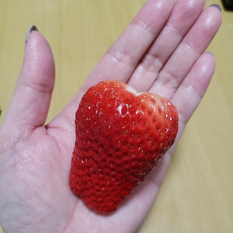 f:id:pochi0812:20220228215342j:plain:w400