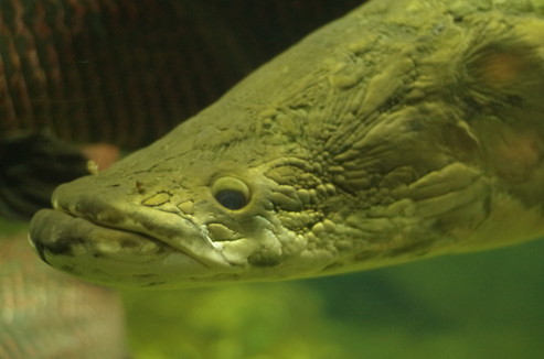 f:id:pochihiko_inunosuke:20180220000322j:plain f:id:pochihiko_inunosuke:20180220000322j:plain