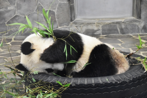 f:id:pochihiko_inunosuke:20190827121129p:plain