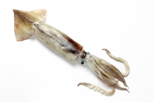 f:id:pochihiko_inunosuke:20190827121504p:plain