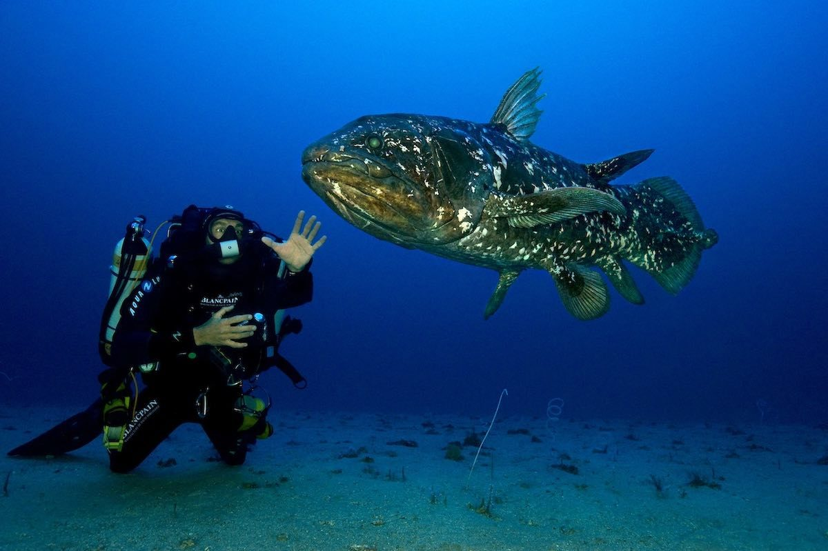 生きた化石 約3０００字で分かる シーラカンス のマニア知識 古代魚 俺のぬし釣り