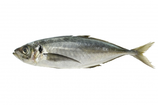 釣魚調査レポートNo.9 日本の大衆魚は、世界の大衆魚か?【アジ】の