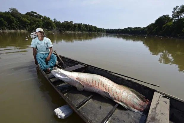 僕の好きな魚2位 約４０００字で分かる ピラルク の浪漫ｰロマンｰ 最大級淡水魚 俺のぬし釣り