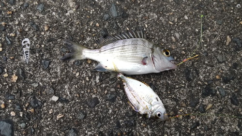 夜の河口は 怖いけどブチ釣れる 我が円のタックルを海に落としそうになった魚とは 防府市 佐波川河口 多分 俺のぬし釣り 夜の河口は 怖いけどブチ釣れる 我が円のタックルを海に落としそうになった魚とは 防府市 佐波川河口 多分 俺のぬし釣り