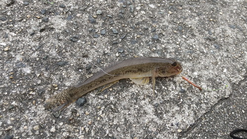 夜の河口は 怖いけどブチ釣れる 我が円のタックルを海に落としそうになった魚とは 防府市 佐波川河口 多分 俺のぬし釣り