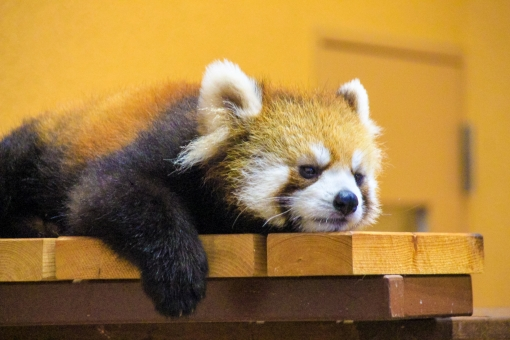 f:id:pochihiko_inunosuke:20201230232449p:plain