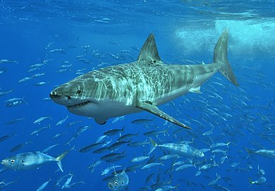 人喰い 4000字でわかる ホホジロザメのダイナミックでミステリアスな生態とドラマ ジョーズ 俺のぬし釣り 人喰い 4000字でわかる ホホジロザメのダイナミックでミステリアスな生態とドラマ ジョーズ 俺のぬし釣り