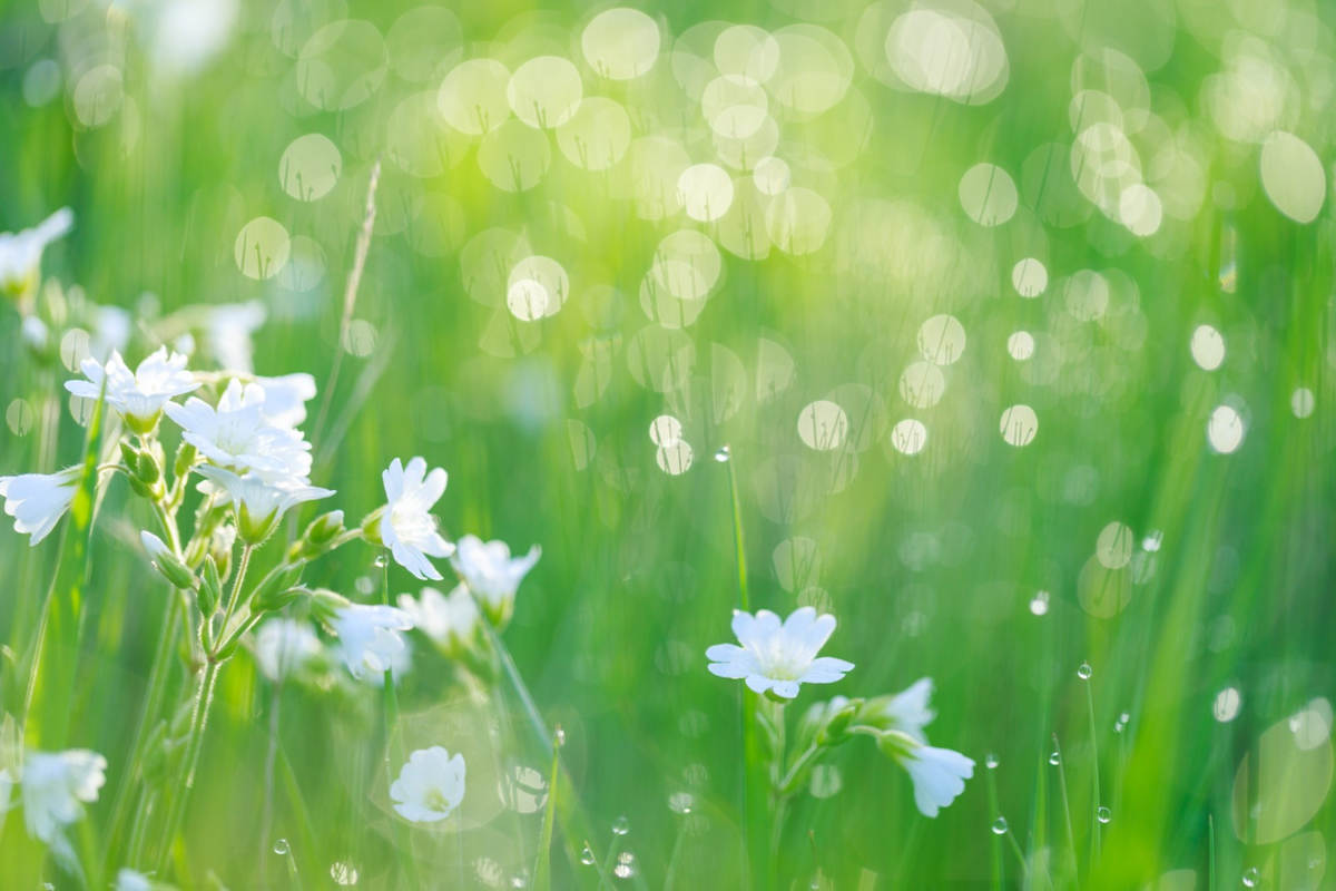 f:id:pochihiko_inunosuke:20210509154653p:plain