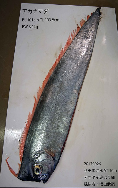 深海魚なのに】リュウグウノツカイ以上の珍魚？”アカナマダ