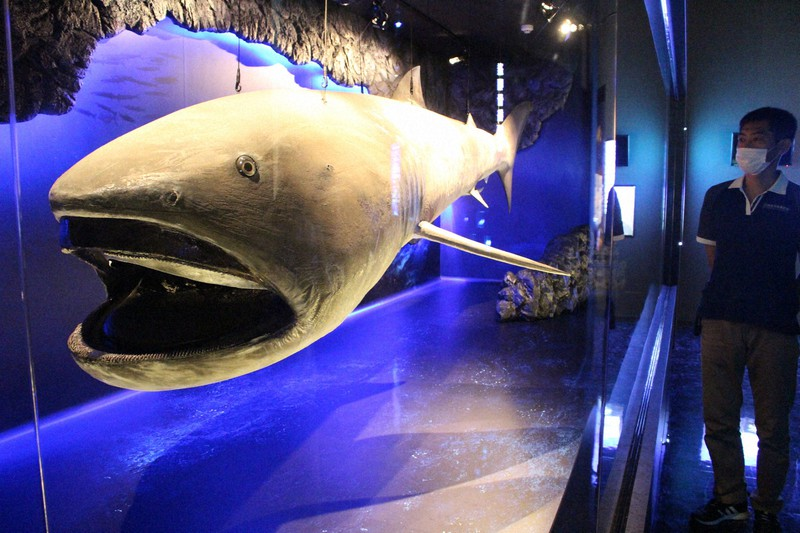 【見つかればニュース】名前からしてロマンの塊!異質な巨大ザメ・メガマウスをサクッと2000字ちょいで語ります。【生態は謎】 - 俺のぬし釣り