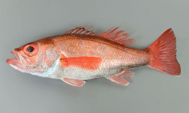 全身トロ スーパーでもたまに見る超絶品の珍魚 のどぐろ の魅力を約3000字で語り尽くす 旬じゃない時期が無い 俺のぬし釣り