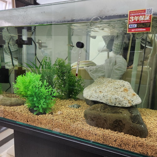 俺ぬし水族館 飼育観察記Ⅷ ―ガサリからの大量追加― - 俺のぬし釣り