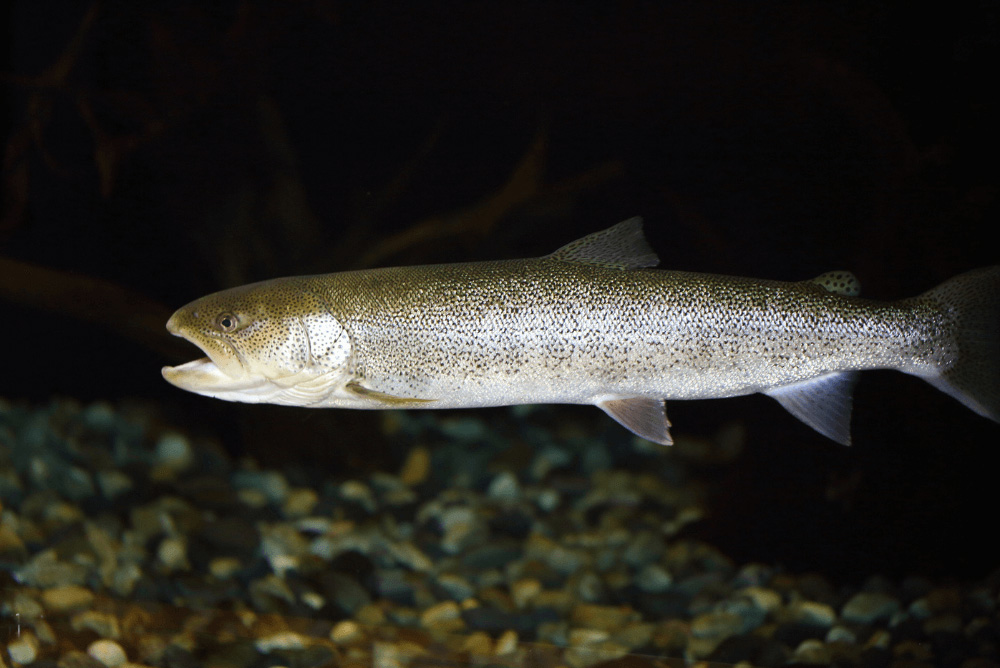 幻の魚・イトウってなに？分布・大きさ・生態・生息地など、3,000字で