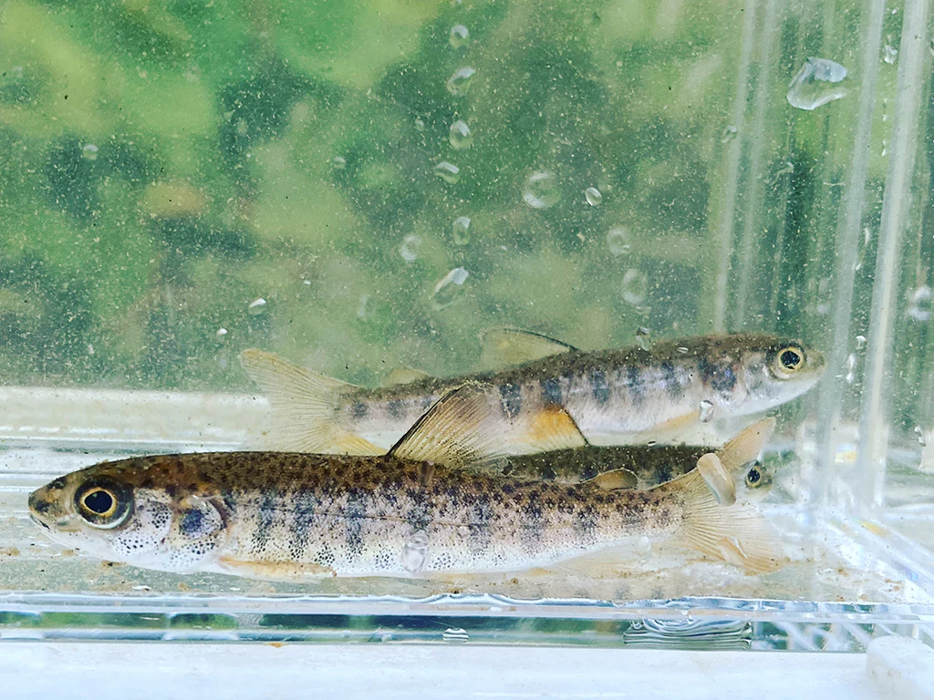 幻の魚・イトウってなに？分布・大きさ・生態・生息地など、3,000字で