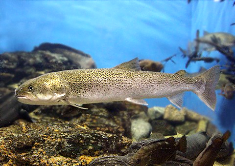 幻の魚・イトウってなに？分布・大きさ・生態・生息地など、3,000字で