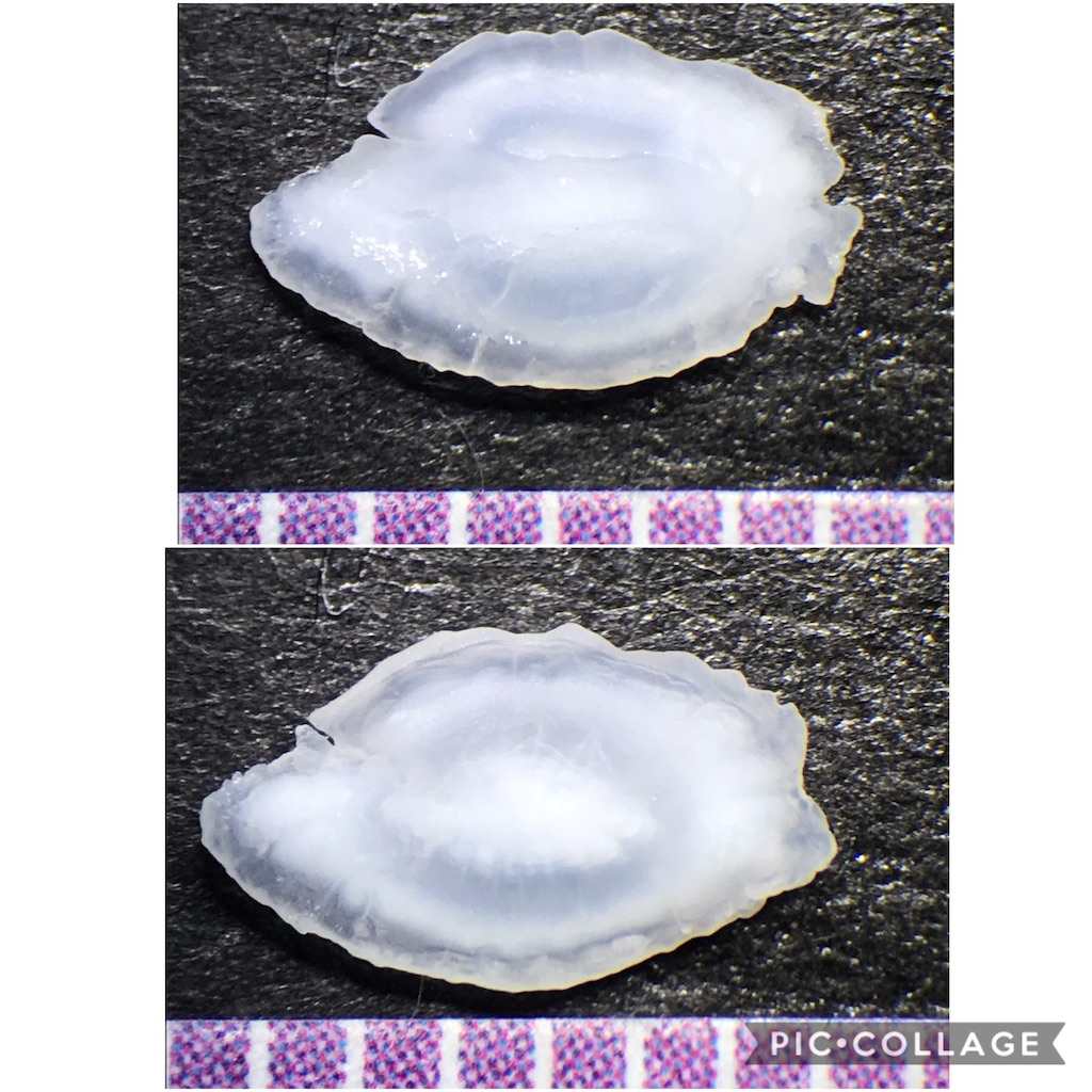 f:id:pochikomimi:20191130074857j:image