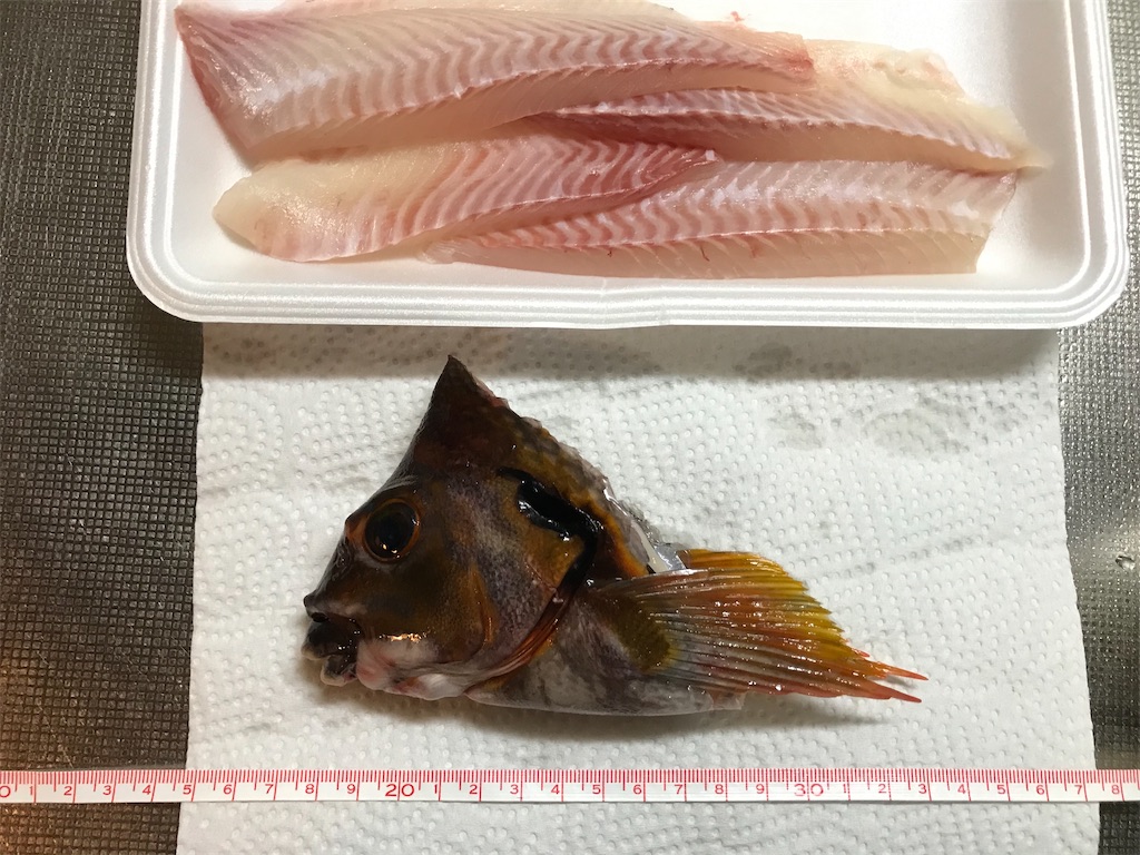 タカノハダイ ポチ子の耳石コレクション