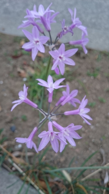 f:id:pochipochiikou:20151113222237j:image:w360
