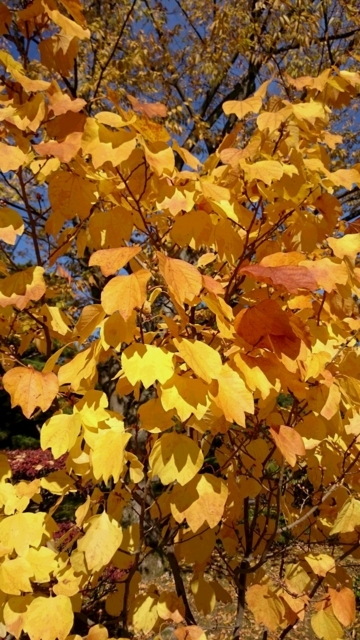 f:id:pochipochiikou:20171113202421j:image