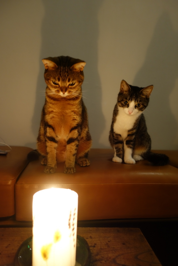 f:id:pochiya17:20171025000701j:plain f:id:pochiya17:20171025000701j:plain