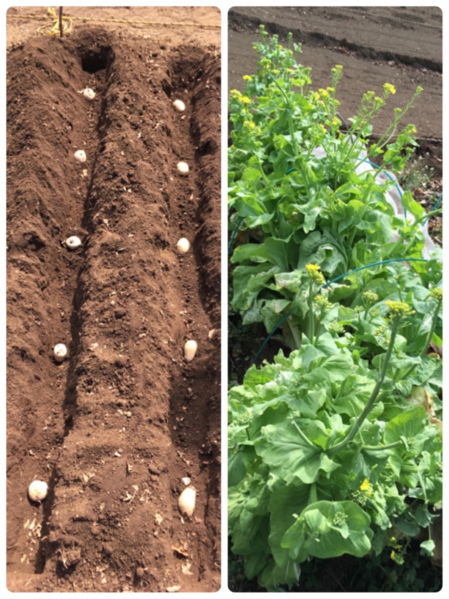 f:id:pochiya17:20200323125139j:plain