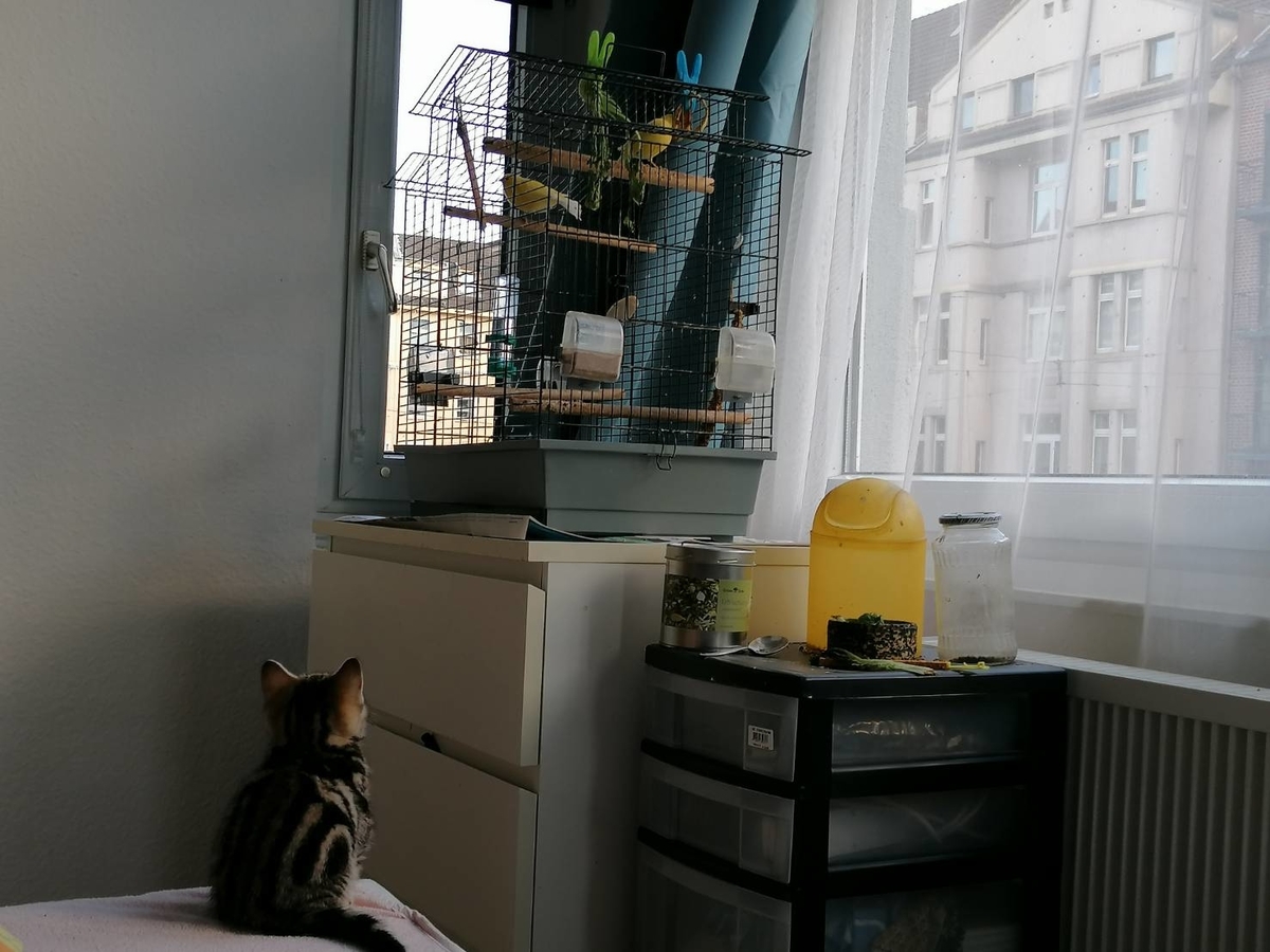 f:id:pockiepeach:20200803042718j:plain f:id:pockiepeach:20200803042718j:plain