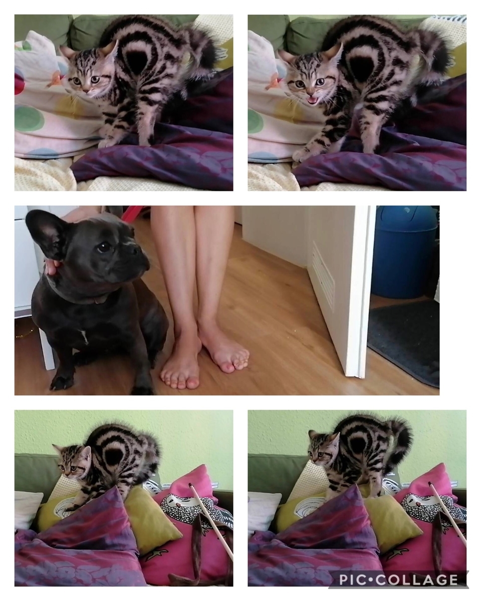 f:id:pockiepeach:20200809234758j:plain f:id:pockiepeach:20200809234758j:plain