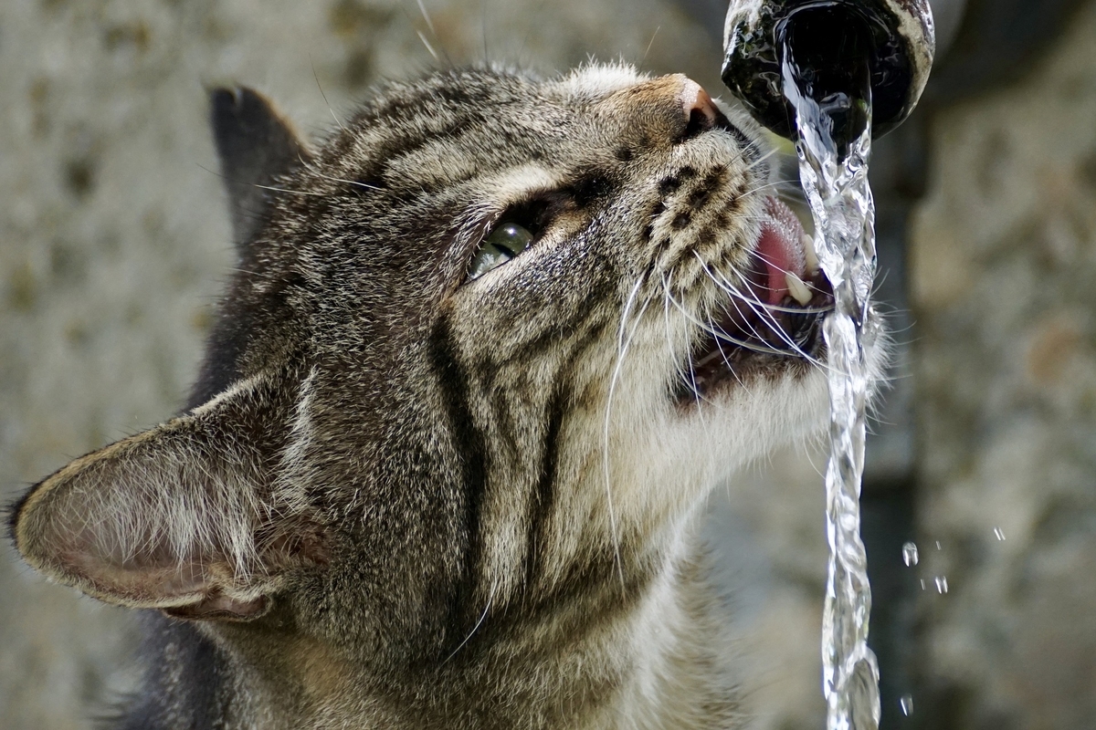 水をがぶがぶ飲む猫